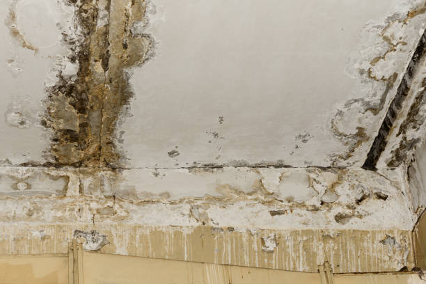 Best Environmental Consulting for Mold Prevention  in Derby, CO